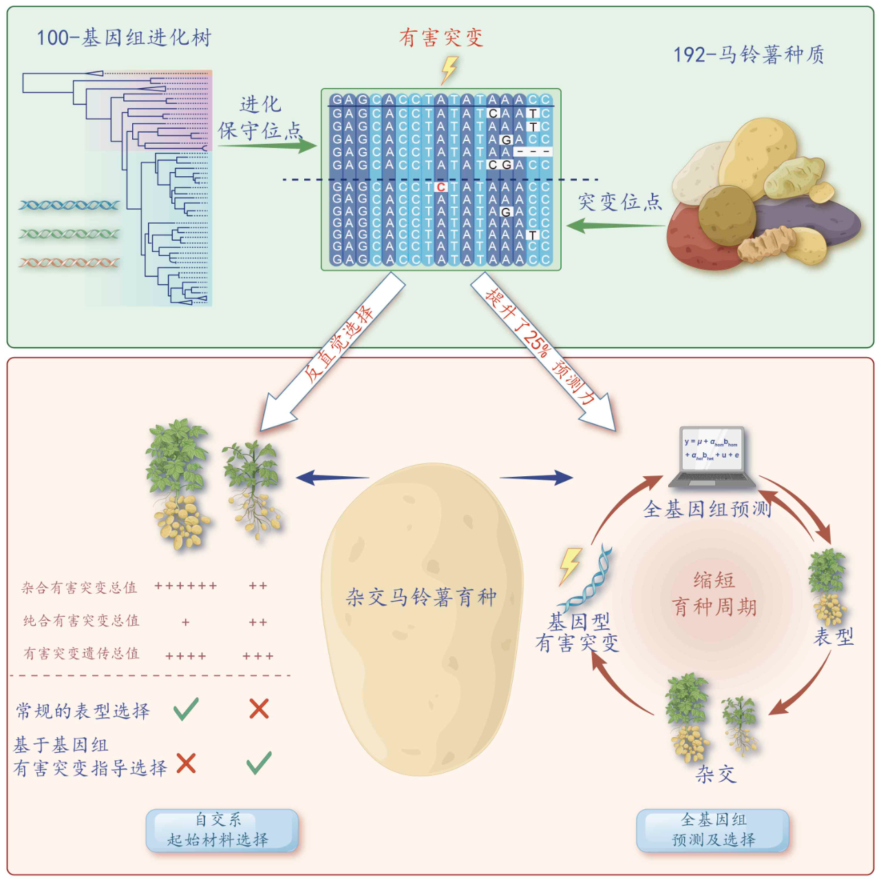 重大突破!进化透镜让杂交马铃薯育种走上快车道