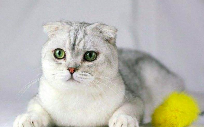 我国狸花猫在美国cfa被取消资格其实是福音?未夸大,咱真不在乎