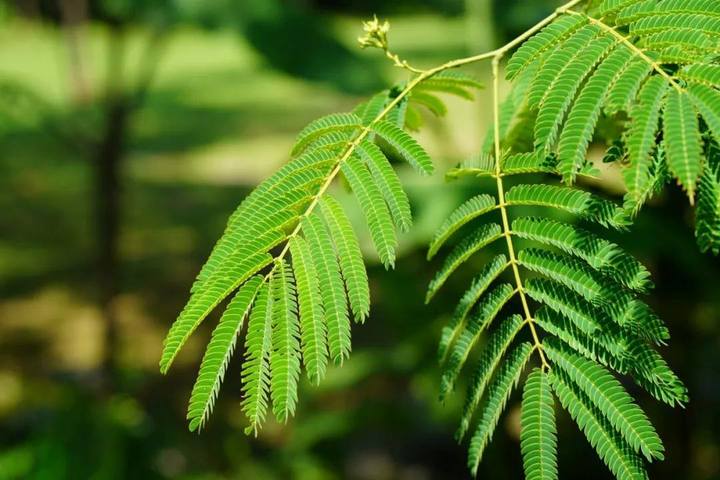 杭州植物园合欢已开花,属于初夏的这些花草也在各自美丽