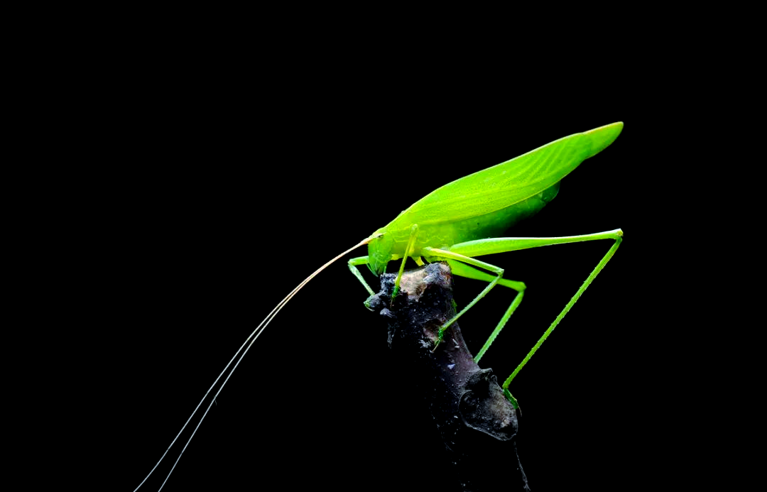 纺织娘:多种别称的植食性昆虫,具备跳跃与飞行能力,繁殖季节歌声悠扬