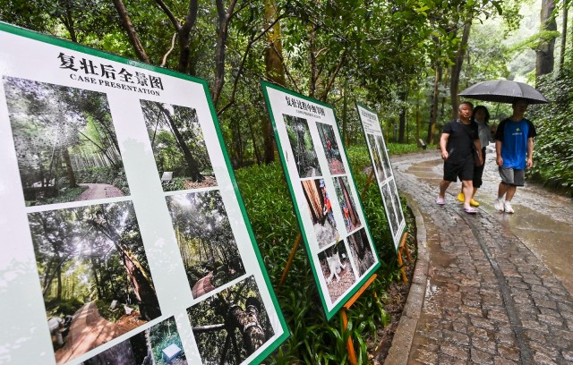 來雲棲竹徑回首杭城的光陰故事!杭州市首屆古樹名木主題展開幕