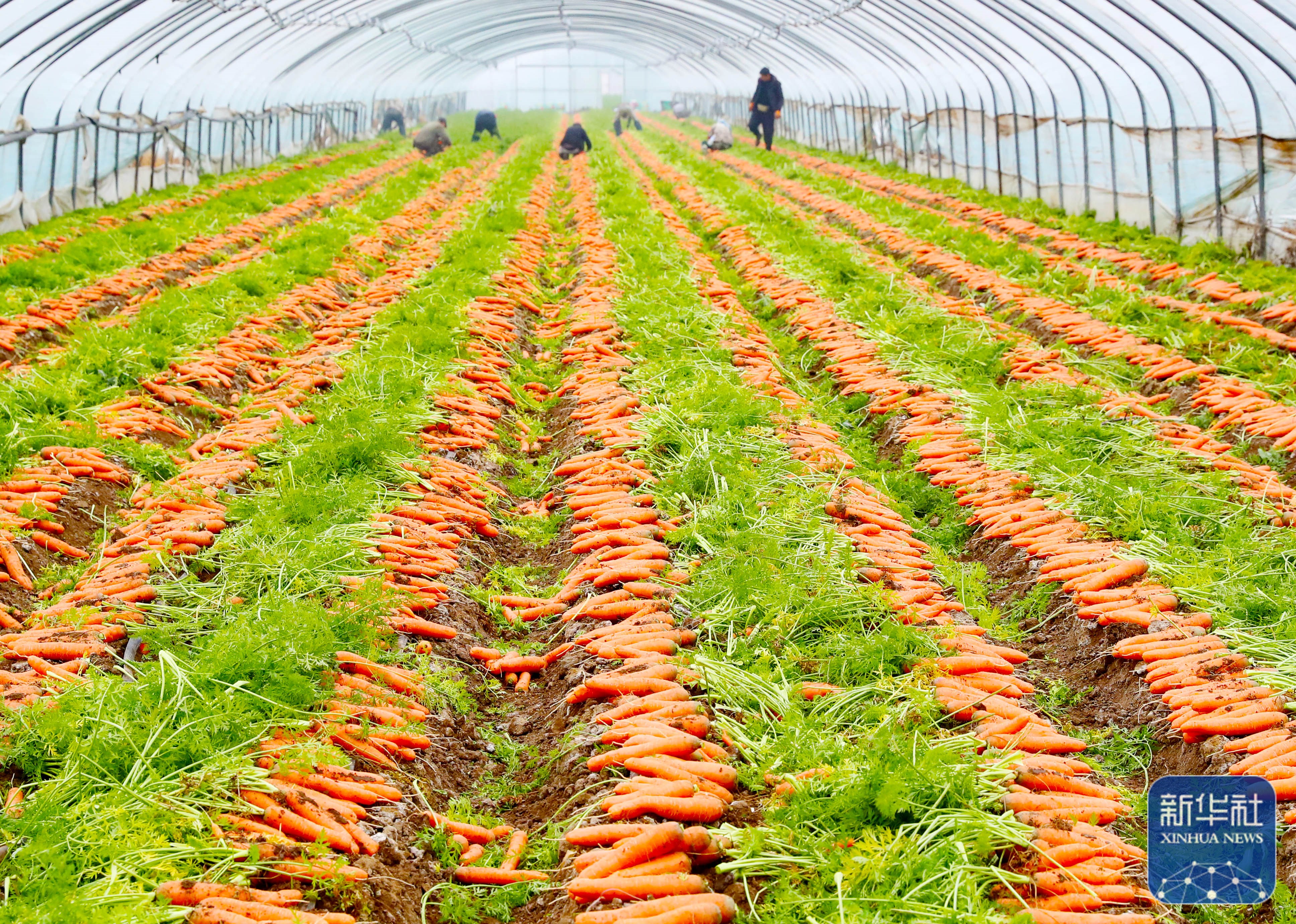 山东莱西:胡萝卜喜获丰收