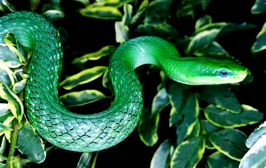 锦蛇属中的绿色蛇种:绿锦蛇与灰腹绿锦蛇介绍