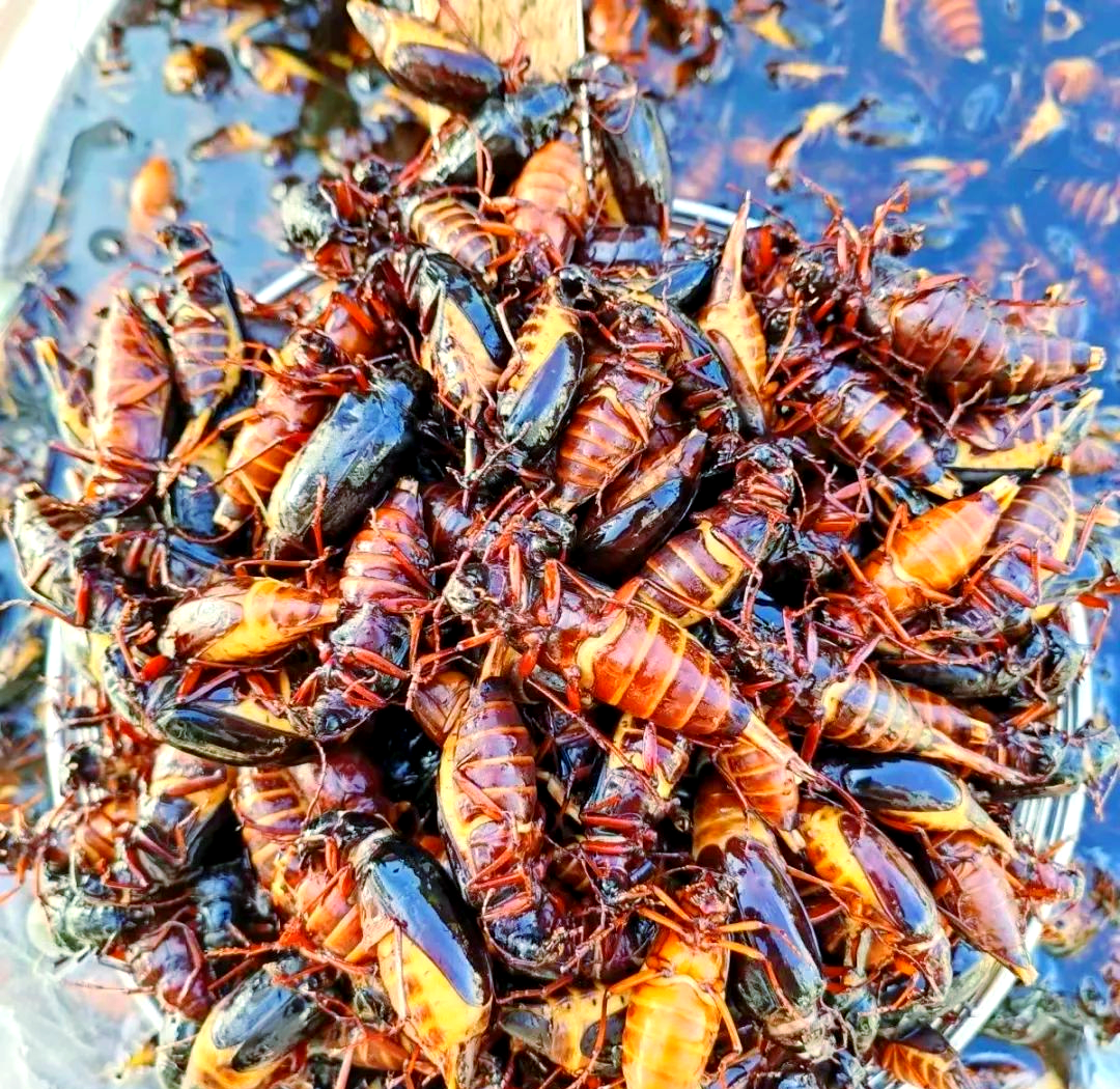 山水牛:从害虫到美味佳肴的奇妙转变