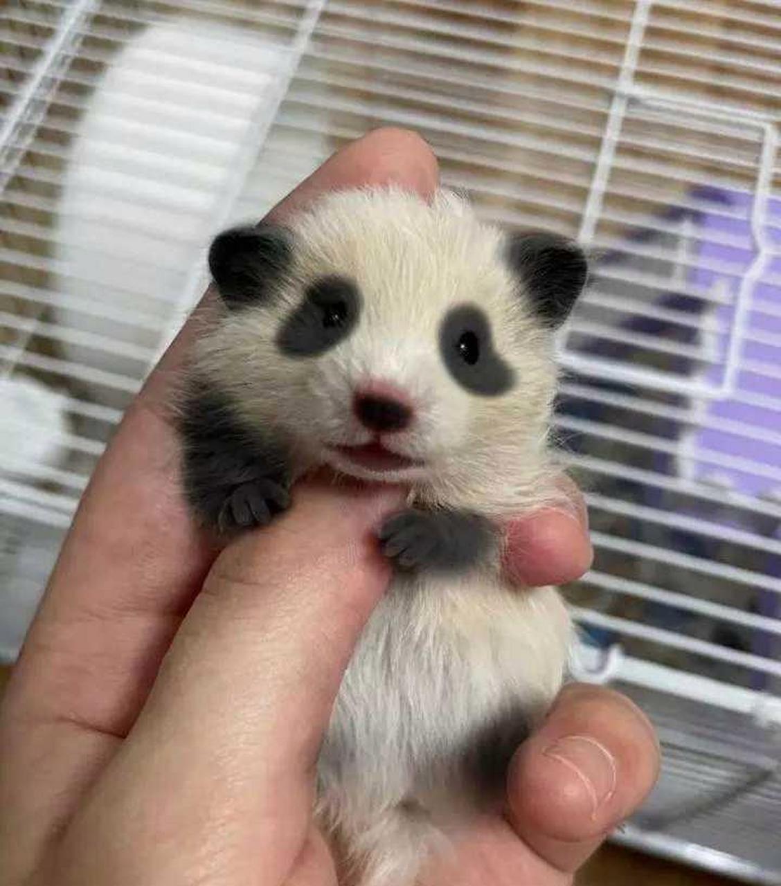 这是熊猫小时候吗?