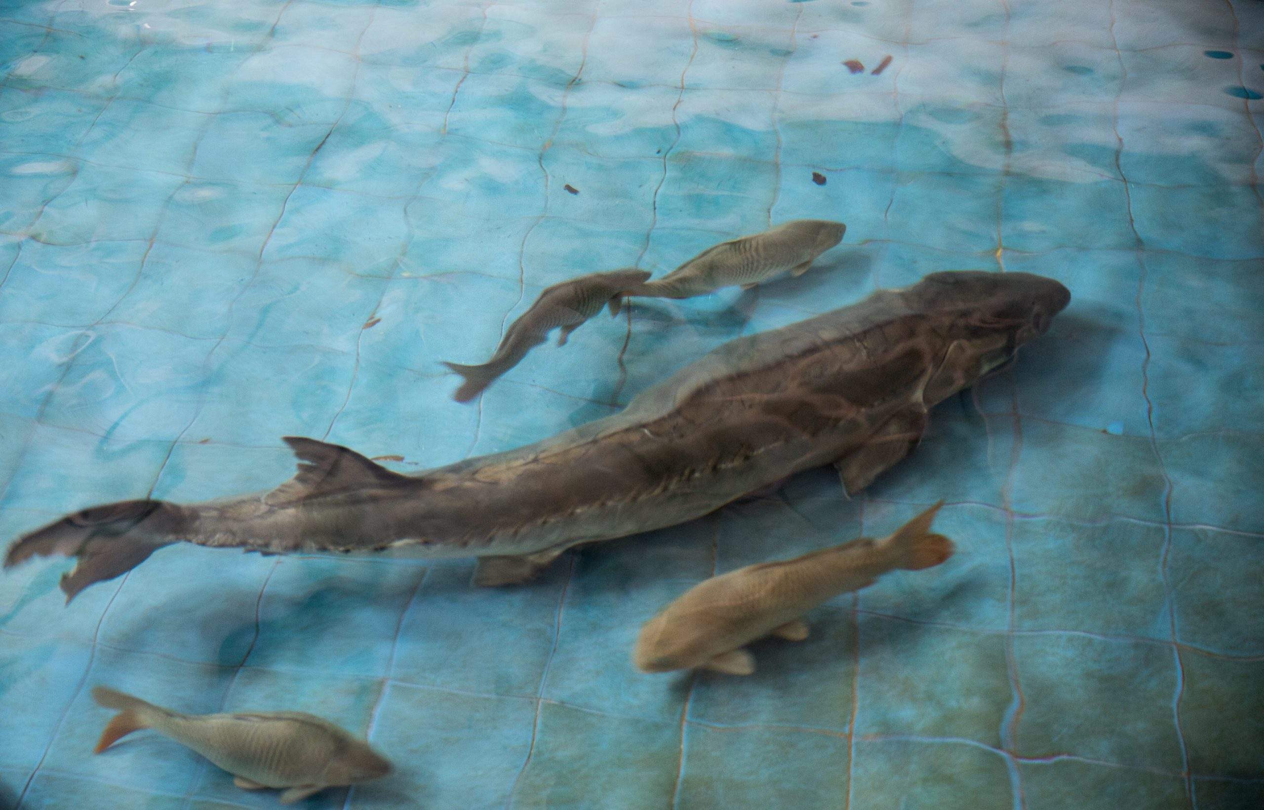 武汉男子钓上尖嘴鱼,网上炫耀被怀疑是中华鲟,网友:"我看刑"