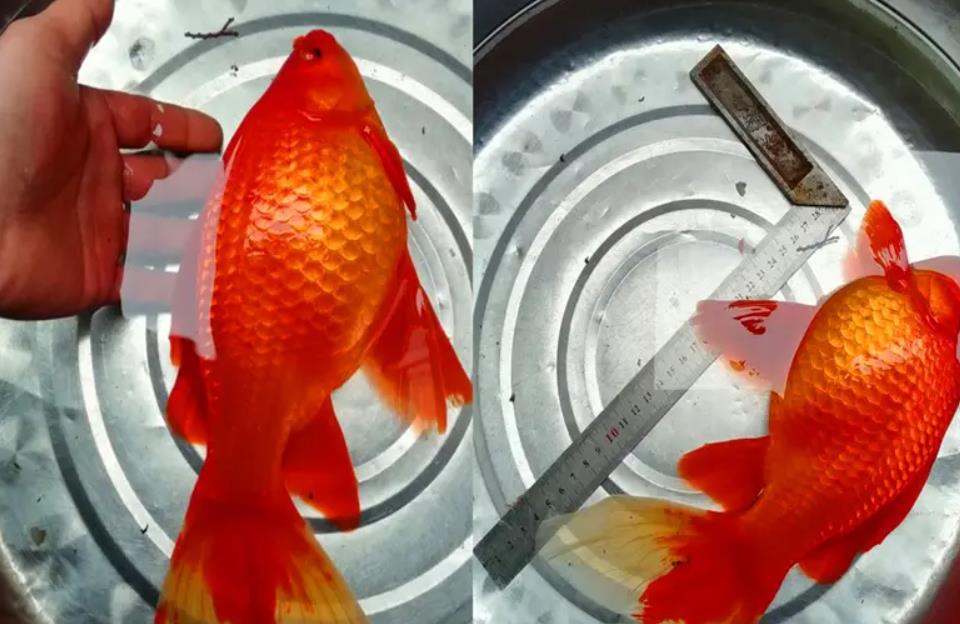 红草金鱼繁殖图片