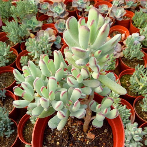 多肉品种:棒叶福娘,达摩福娘,精灵福娘,乒乓福娘,红边舞娘