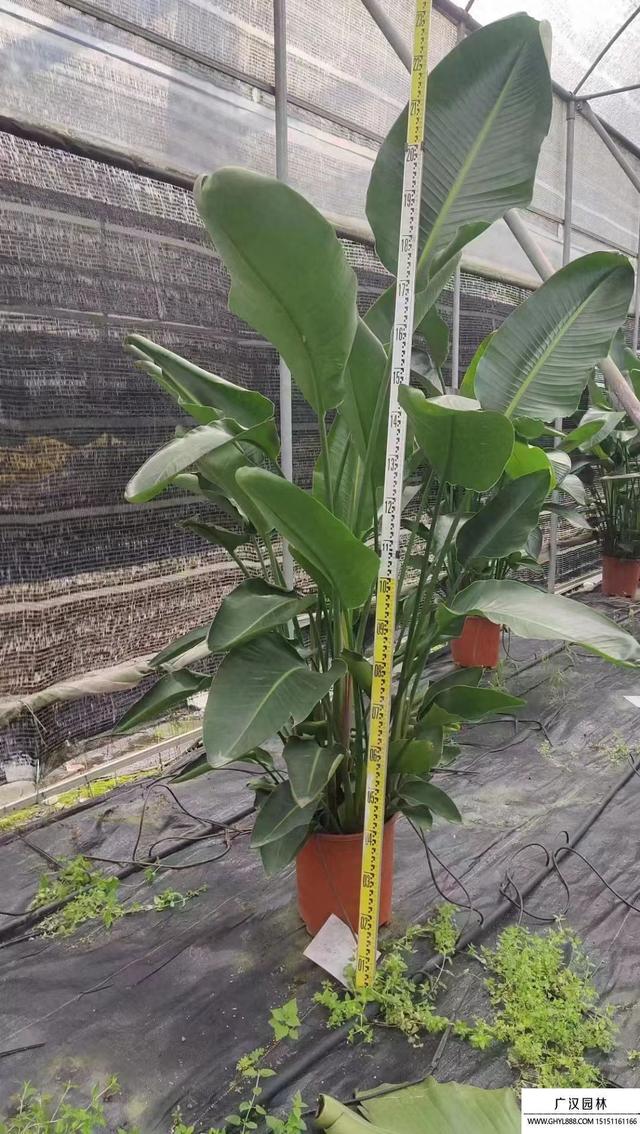 天堂鸟的养殖方法和注意事项