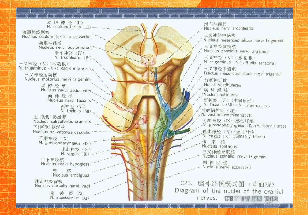 延髓的深度解剖:探索锥体交叉到橄榄上部