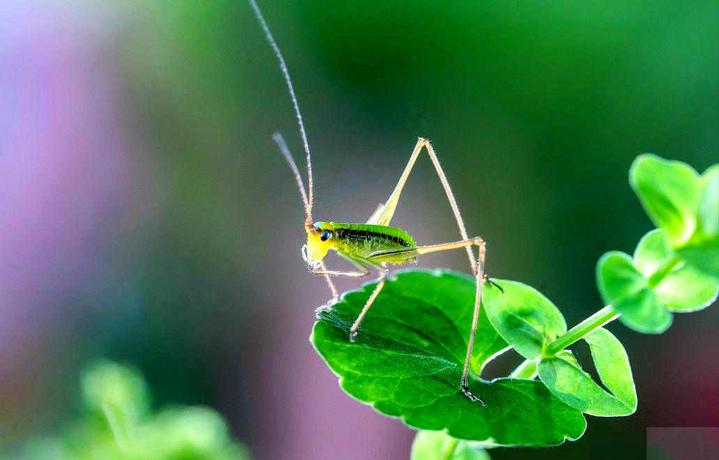 螽斯:直翅目中的多样昆虫世界