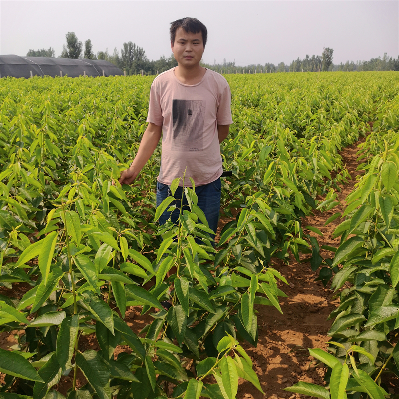 塔玛拉樱桃苗品种怎么样?采用吉塞拉6号砧木嫁接的优势有哪些