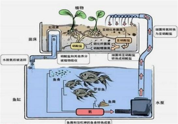 鱼菜共生系统弊端图片