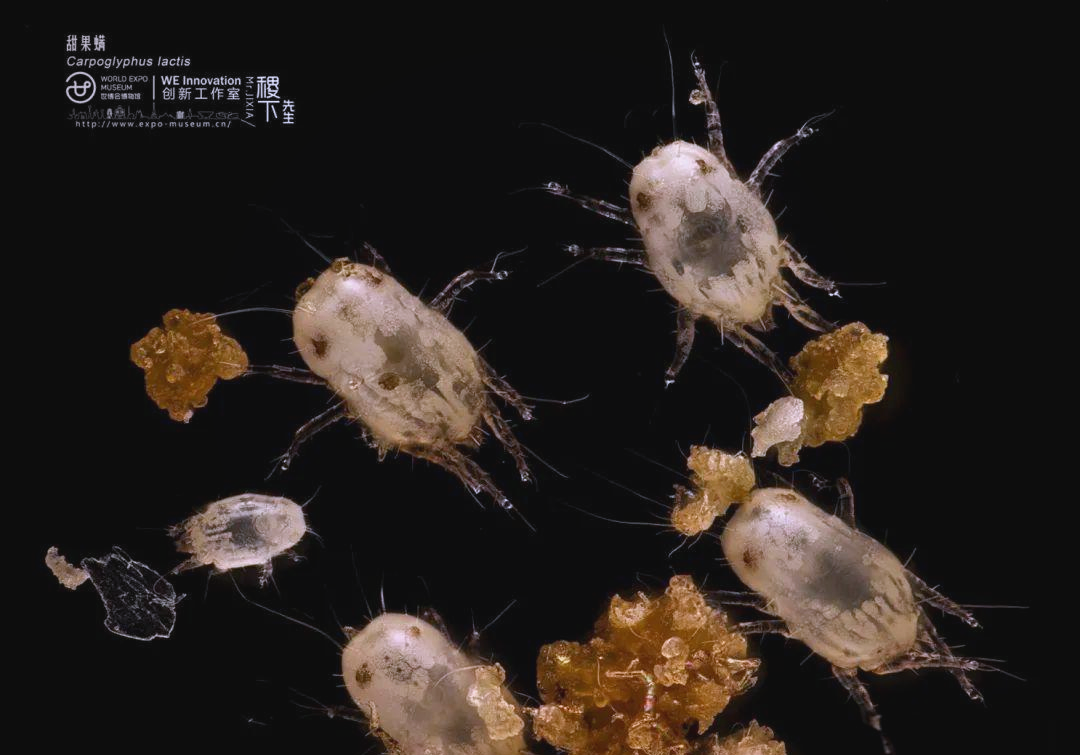 探索螨虫世界的奥秘