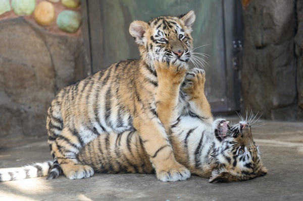 現存最大的是什麼虎?新春去上海野生動物園找答案