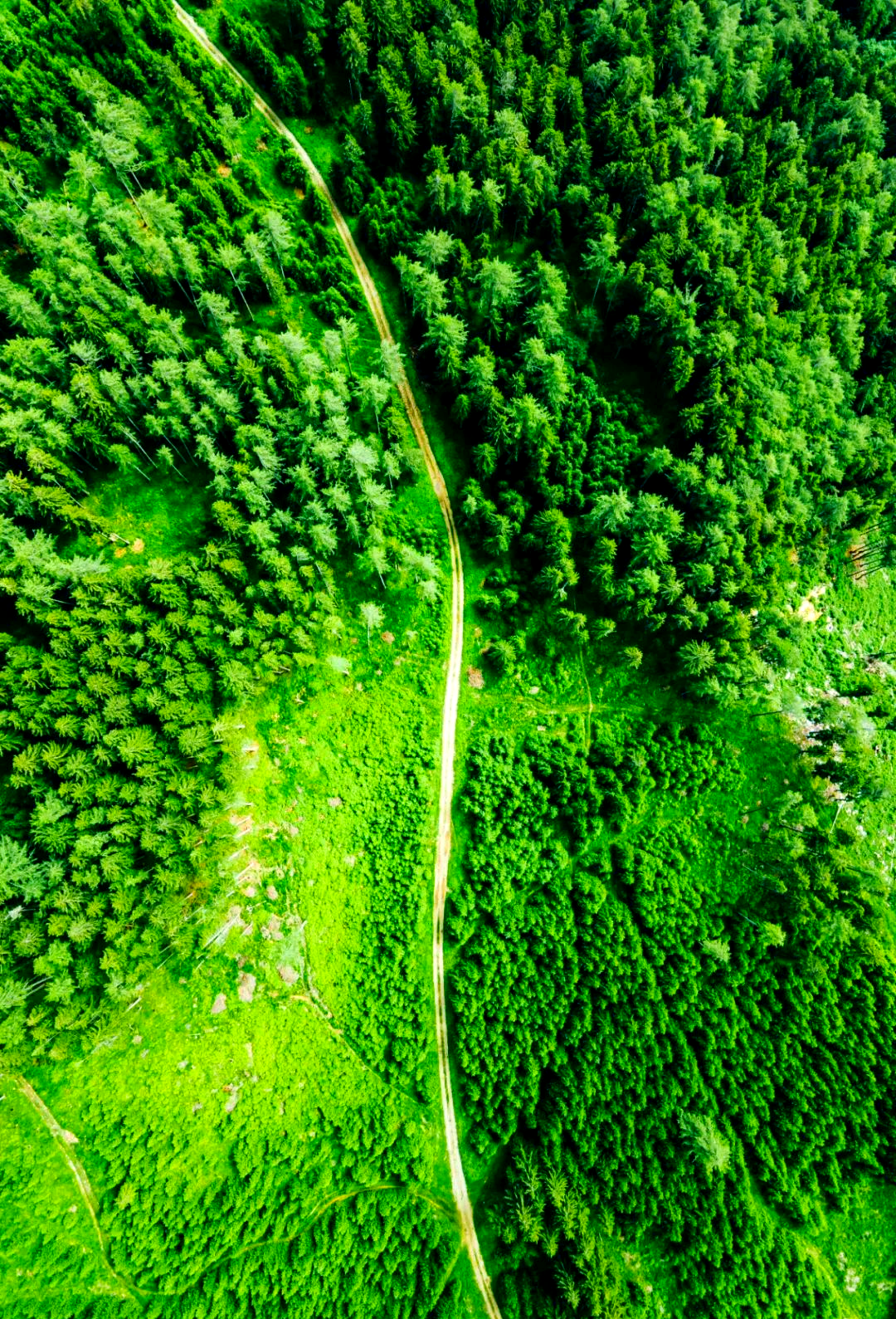 航拍绿色森林的满屏美景