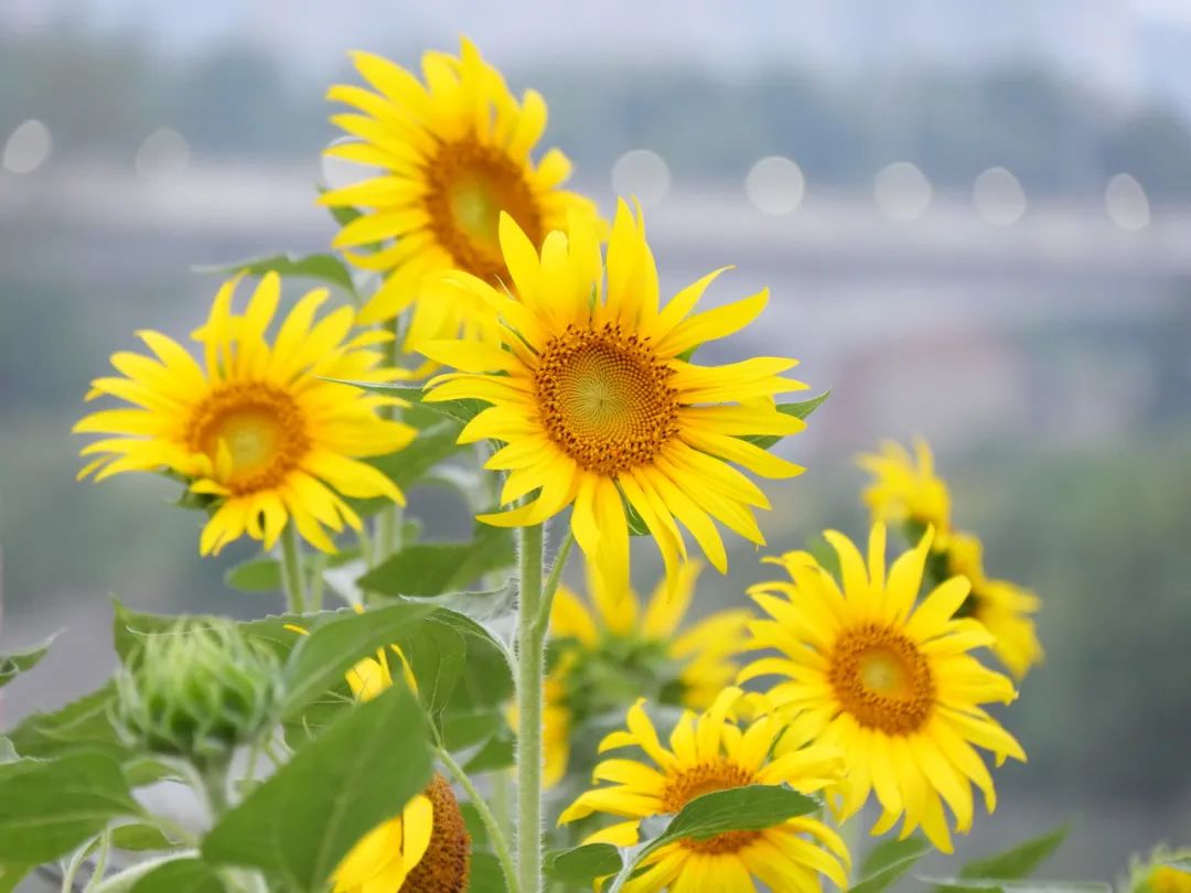 又出太阳了!成都这片花海,超美!