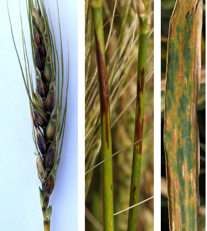 罕闻小麦细条病?