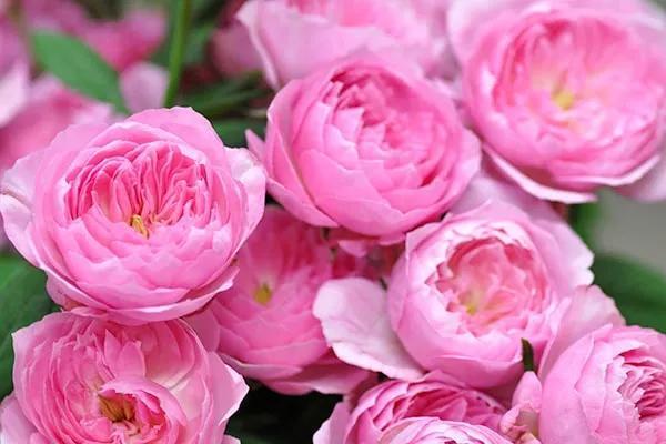 日本月季:京(miyako)