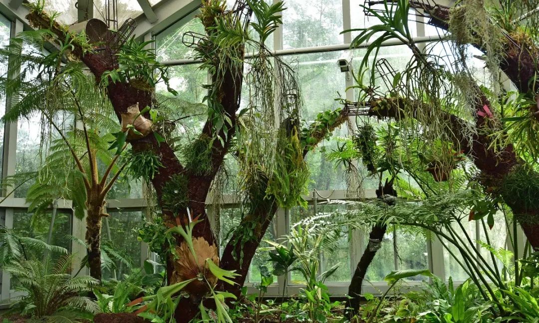 9月1日,上海植物园展览温室再次与你相约