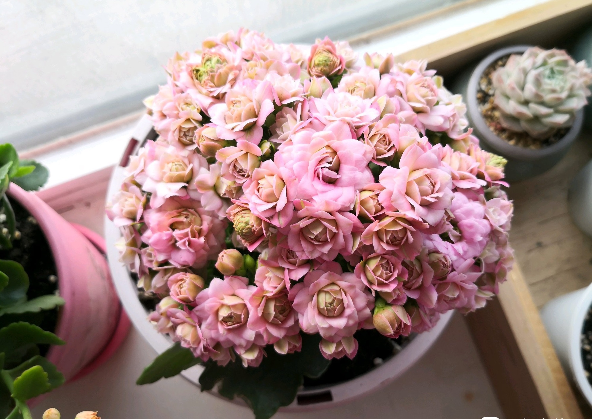 网红盆栽"粉巴黎"—花美如牡丹,三季有花开,封闭阳台也能养