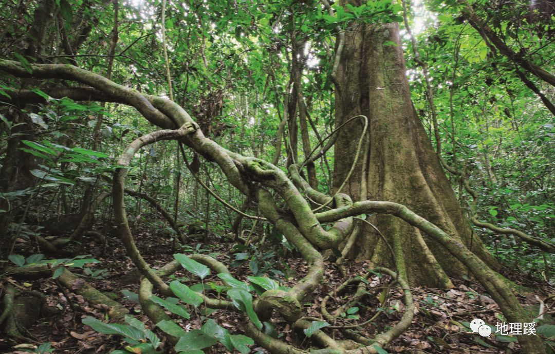 行走地理|跟着台湾省学地理之伯利兹