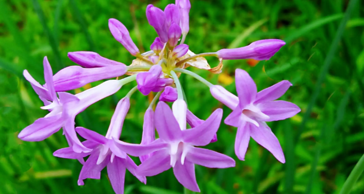 紫娇花像韭菜能吃吗