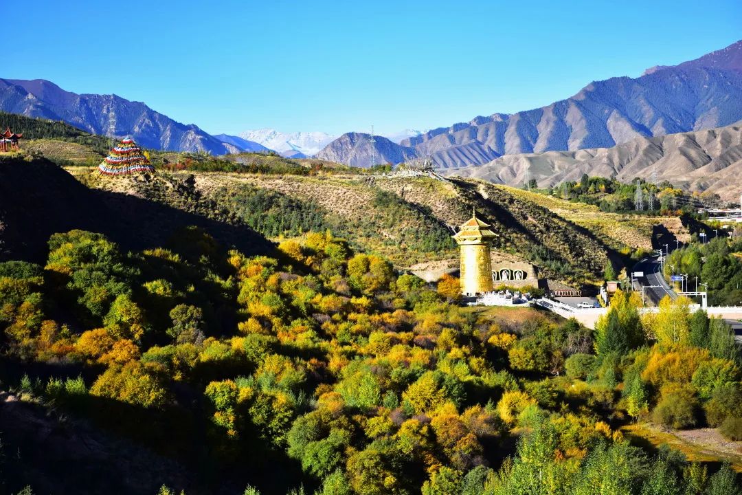 肃南美景 | 甘肃肃南:深秋那片桦树林惊艳了这个秋天