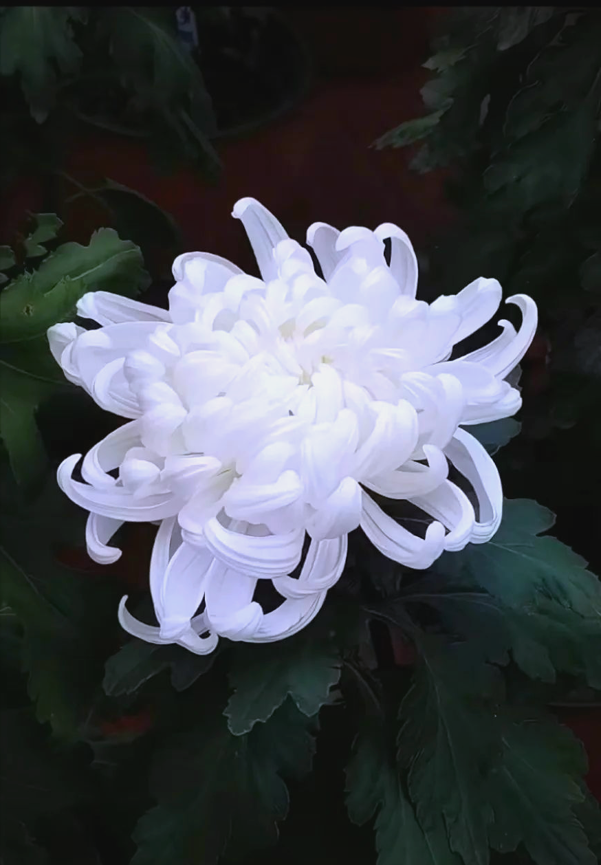 清明节菊花盛开,寄托无尽哀思与敬仰