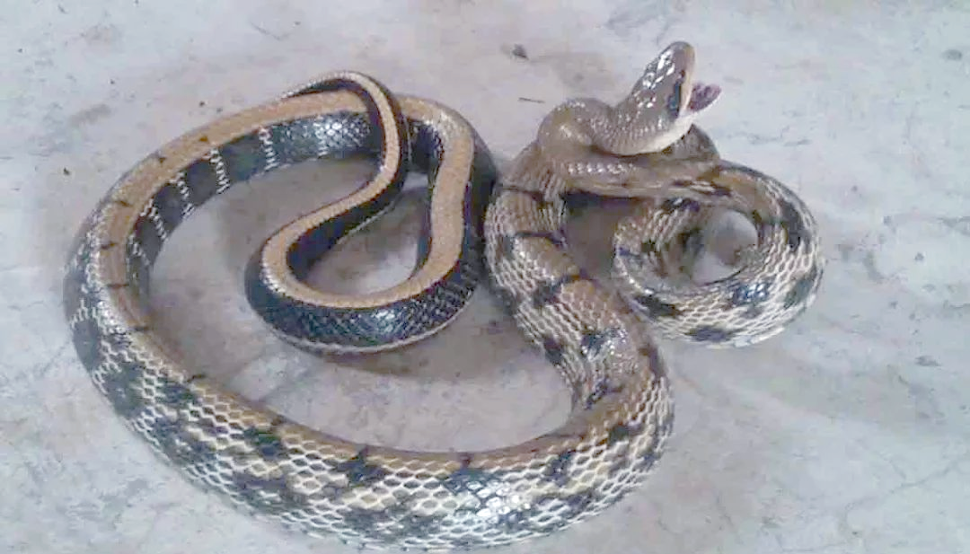 农村常见的多种蛇类,你了解多少?它们危险吗?