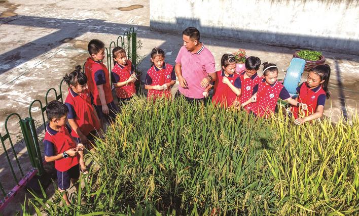鼓励学生通过水稻种植劳动实践,从小培养节约粮食的意识
