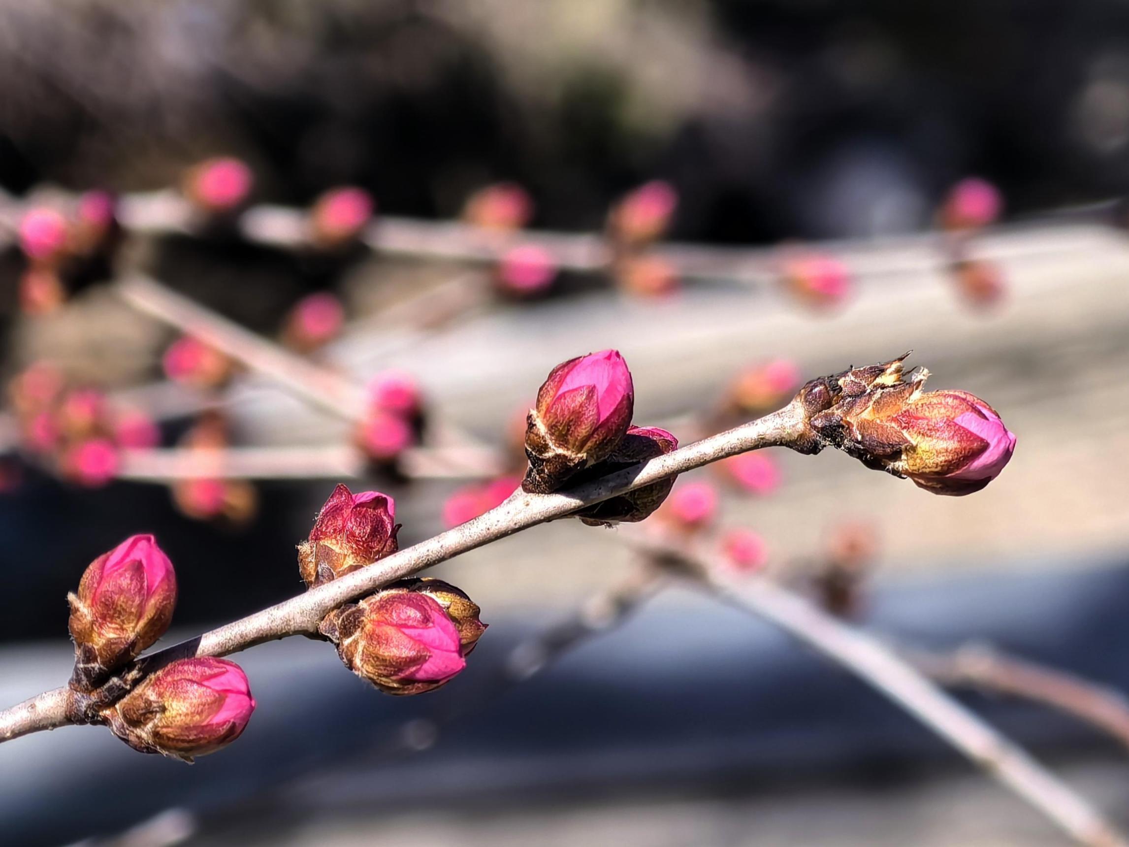 春花初绽