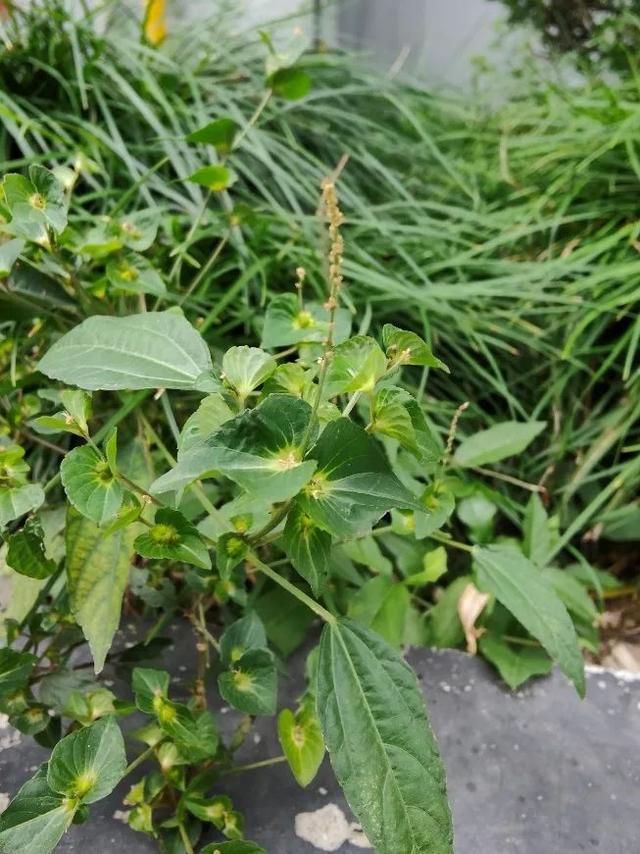 田间杂草,刀疮要药——"铁苋菜"