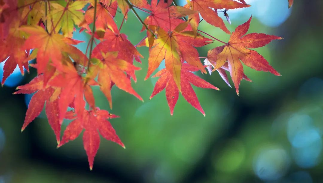 中国禾火口十图鉴