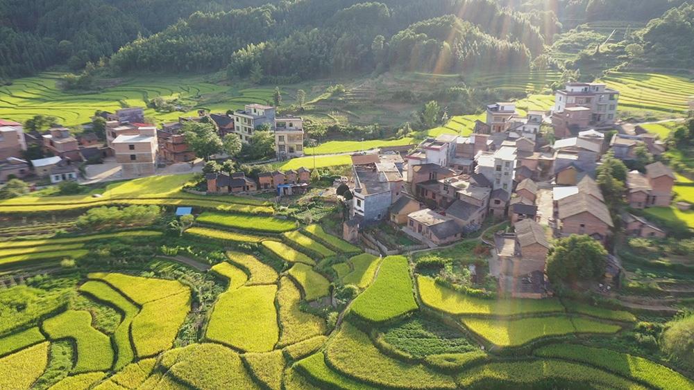 蓝山县所城镇新山田村金色梯田丰景如画