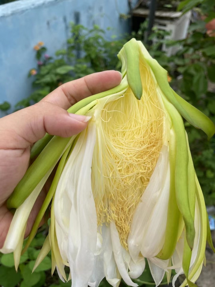 花开犹如"昙花一现"?这种水果实在"太惊艳"