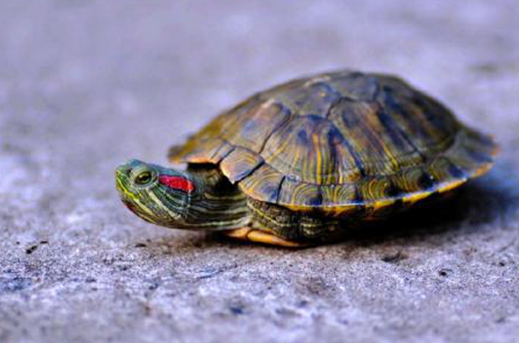 乌龟的水为什么老变绿?