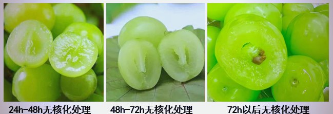 阳光玫瑰葡萄高产栽培技术与管理