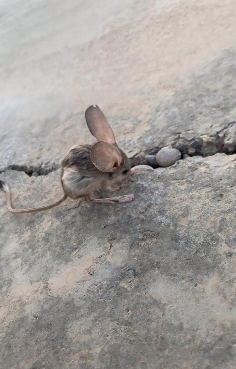 头一次见到这么好看的老鼠!