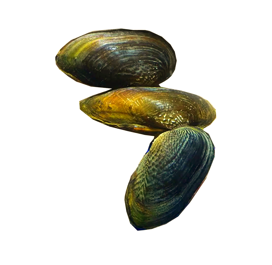 河蚌多样性揭秘:从种类到生活环境的详解