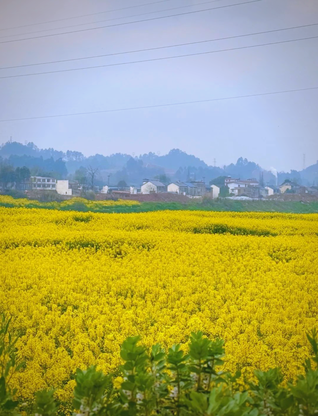 成都周边游:邛崃两河村的油菜花与江南水乡