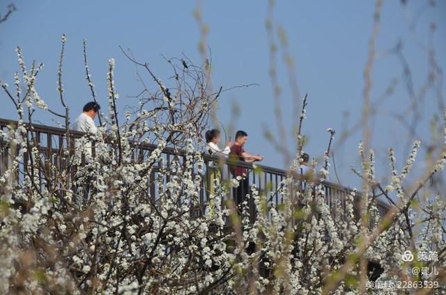 桐乡市梧桐街道桃园村行,摄槜李花