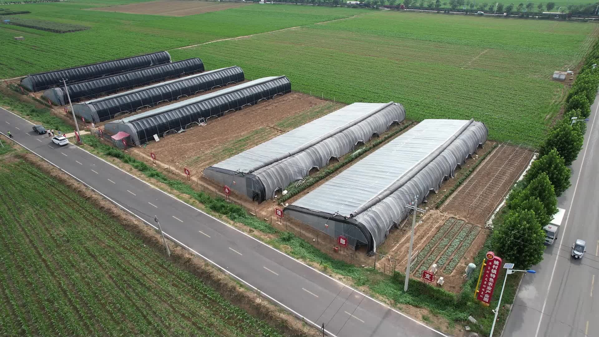 曲阜市姚村镇毕家村红心火龙果进入采摘期