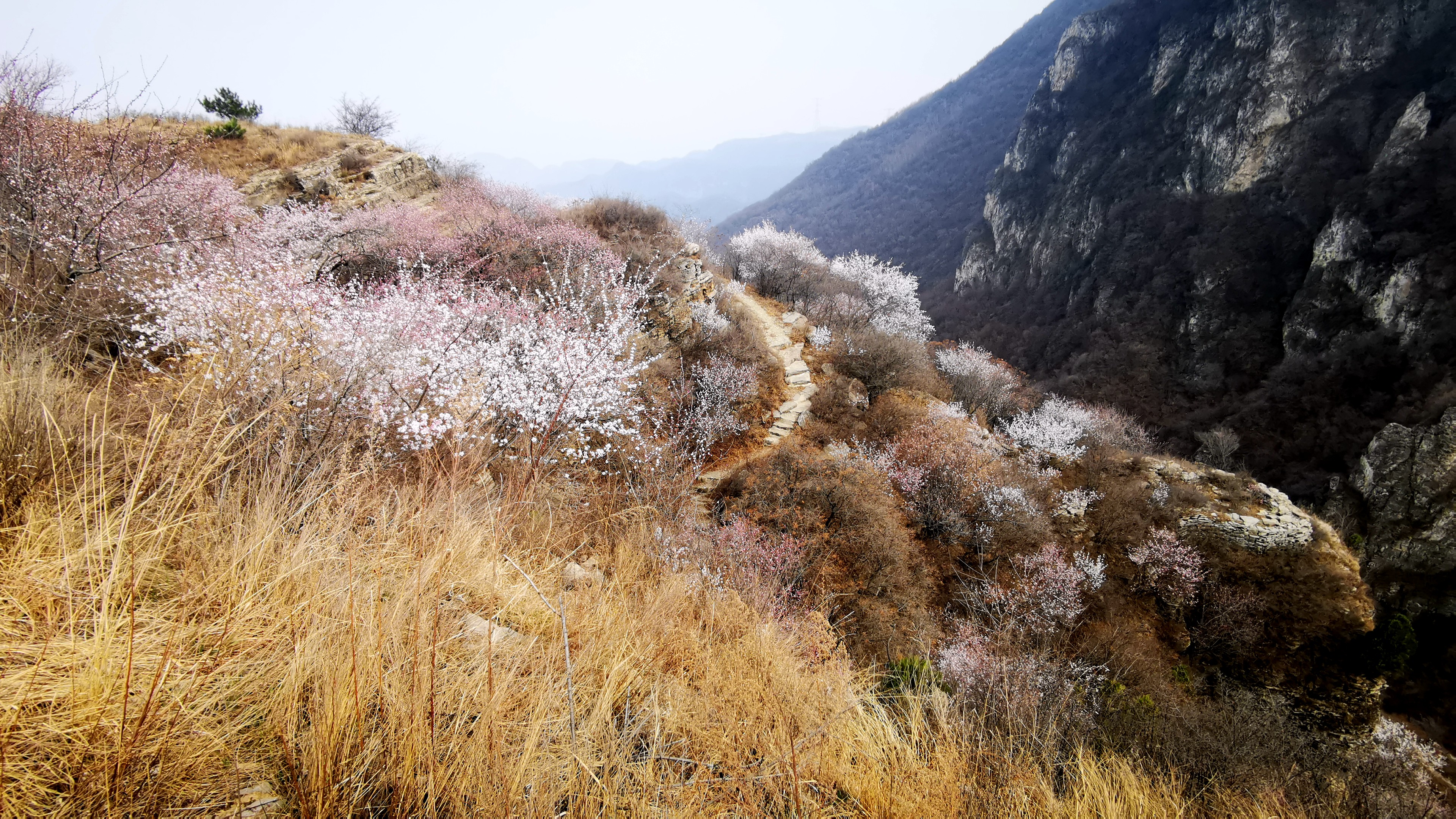 駱駝巖-風門嶺-閻王邊-大臺穿越,看如雪桃花扮靚春