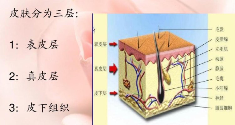 真皮层分为哪几层作用