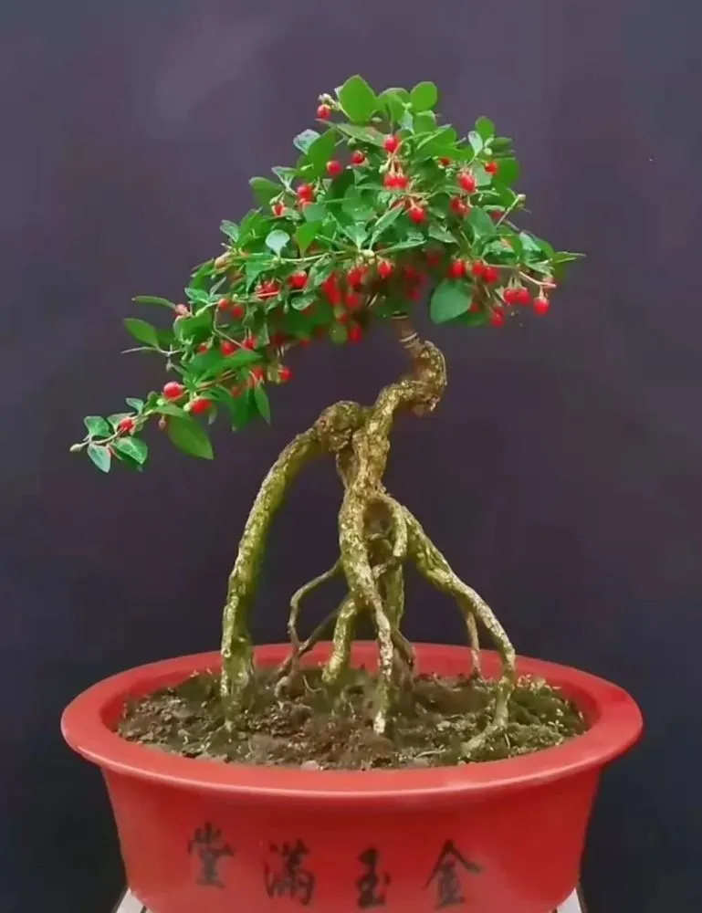 枸杞盆栽养殖攻略:打造健康翠绿的微型森林