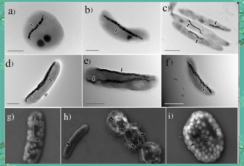 微生物界的独特存在