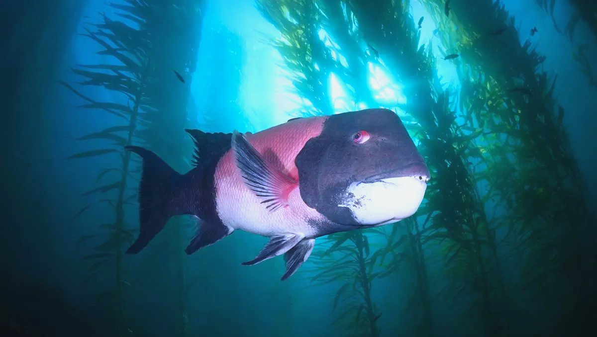 羊头鱼:太平洋东岸的隆头鱼之王