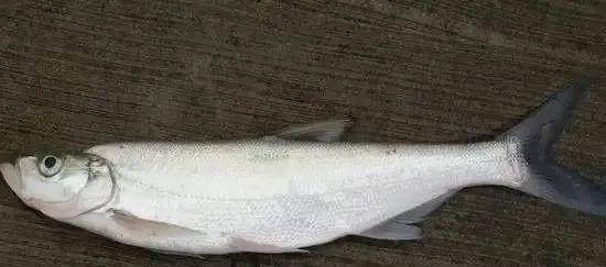 安徽美食·百城千味▍滁州百店寻味29:定远梅白鱼