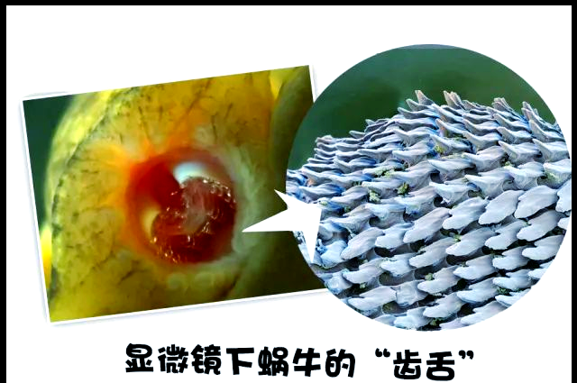 蜗牛的生存智慧:揭秘它们的牙齿与生存策略